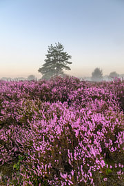 Sunrise over a heathland landscape during a beautiful summer mor by Sjoerd van der Wal Photography