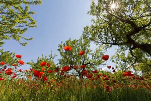 Coquelicots