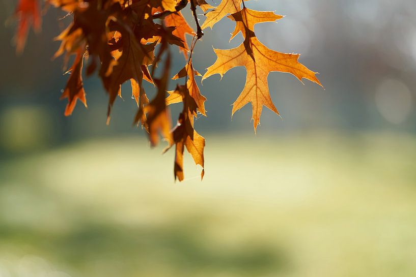 Chêne écarlate, Quercus coccinea aux couleurs automnales par Heiko Kueverling