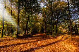 Herbstlicher Waldweg mit Sonnenstrahlen.