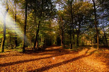 Chemin forestier d'automne avec rayons de soleil.
