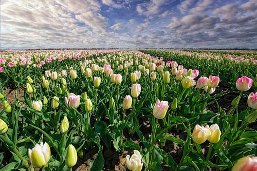 Blumenzwiebelfelder Goeree-Overflakkee.
