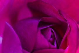 MornigRose-2 von Mi Vidas Fotodesing