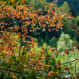 Autumn colors van Richard Marks