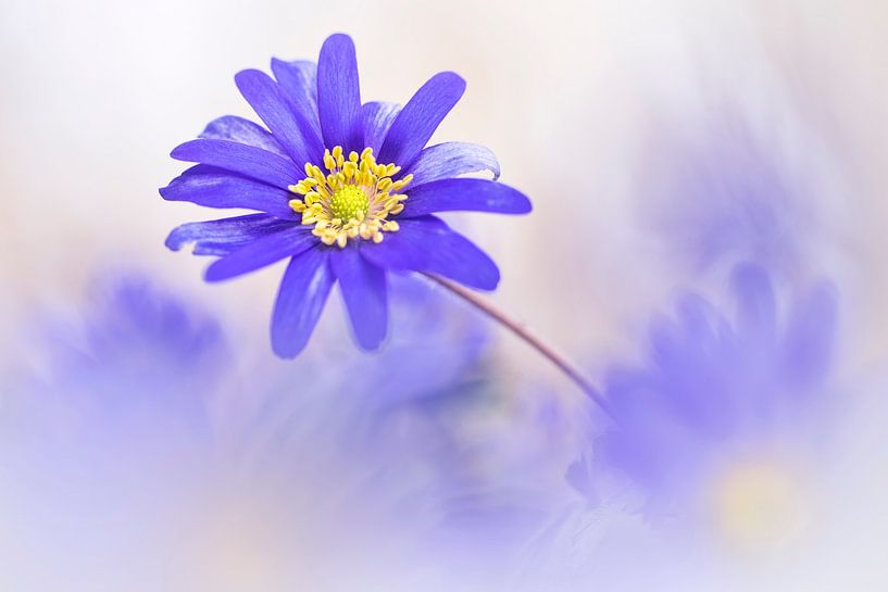 Gorgeous Anemone blanda van Bob Daalder