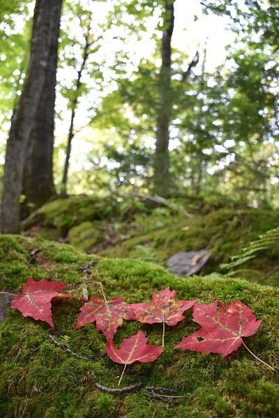 Maple leaves in autumn by Claude Laprise