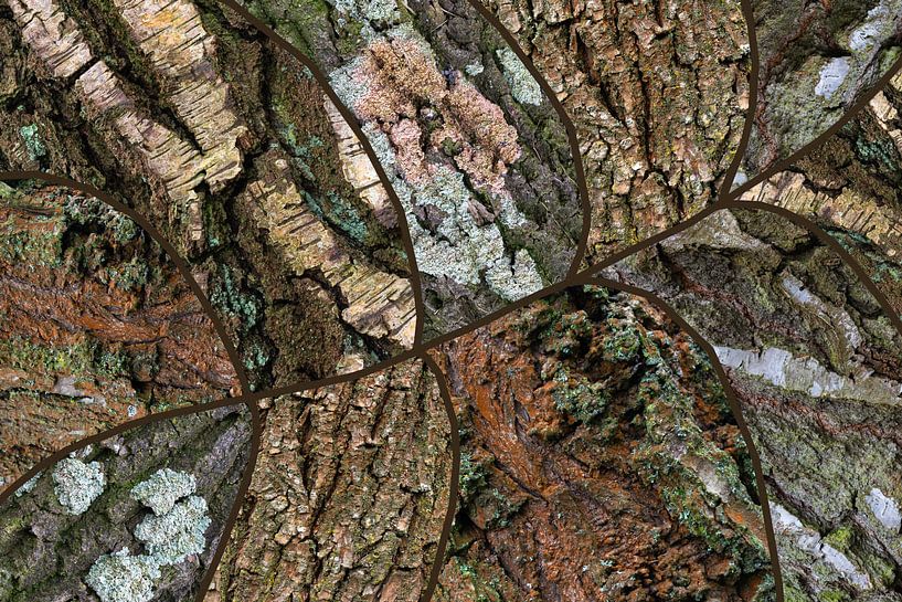 A collage of bark with moss in leaf form by Lisette Rijkers
