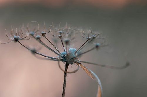wilde plant in de kou