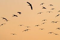 Black ibis at sunset