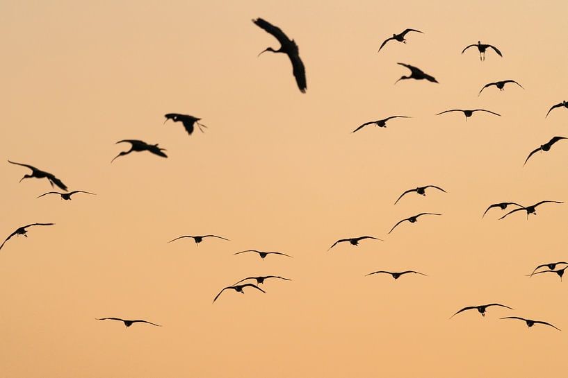 Black ibis at sunset by Ronald Buitendijk Fotografie