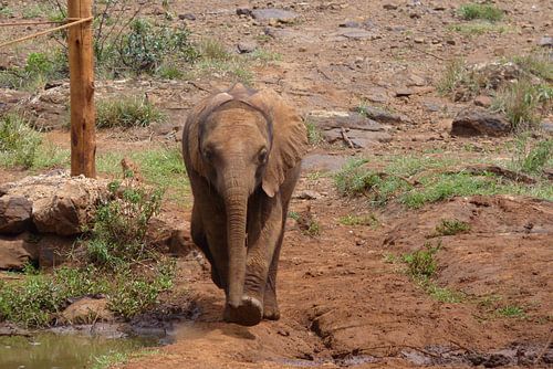 weesolifantje in Nairobi