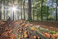 Bospaddestoelen in ochtendlicht