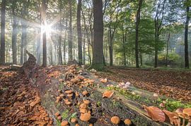 Champignons de forêt dans la lumière du matin sur Hugo Meekes