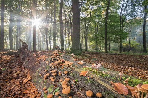 Forest mushrooms in morning light