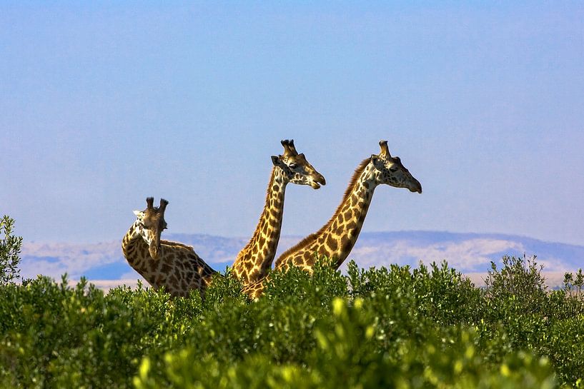 3 giraffen van Peter Michel