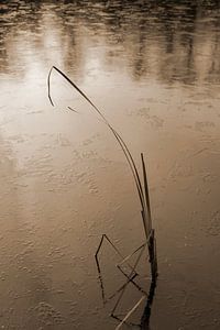 Winterliche Stille am zugefrorenen See