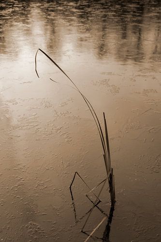 Winter silence at a frozen lake