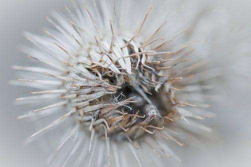 Disteln von Kees Goethart