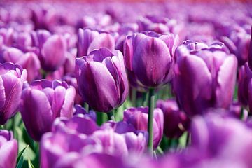 Tulpen by PvdH Fotografie