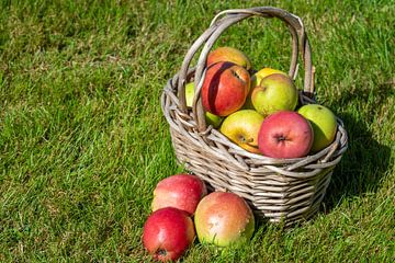 Oogsttijd in de herfst Appels met mand in een weide van Animaflora PicsStock