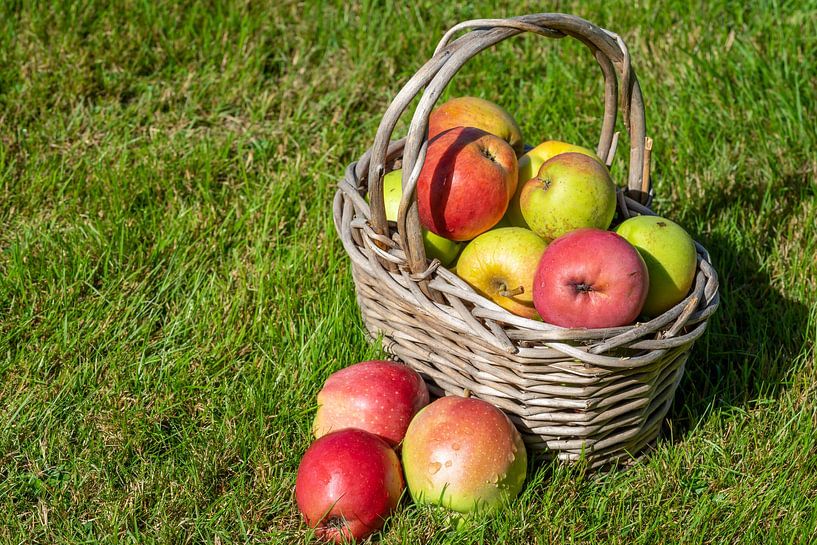 Récolte en automne Pommes avec panier dans un pré par Animaflora PicsStock