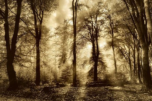 het oude bos op de Veluwe