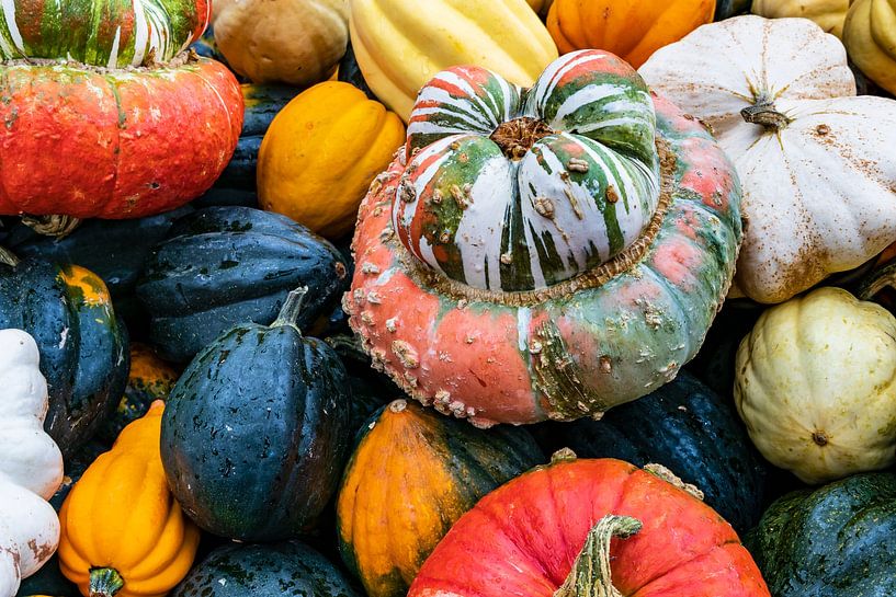 Courges Variétés Bonnet d'évêque, Patison, Sweet Dumpling, Accorn u par Dieter Meyer