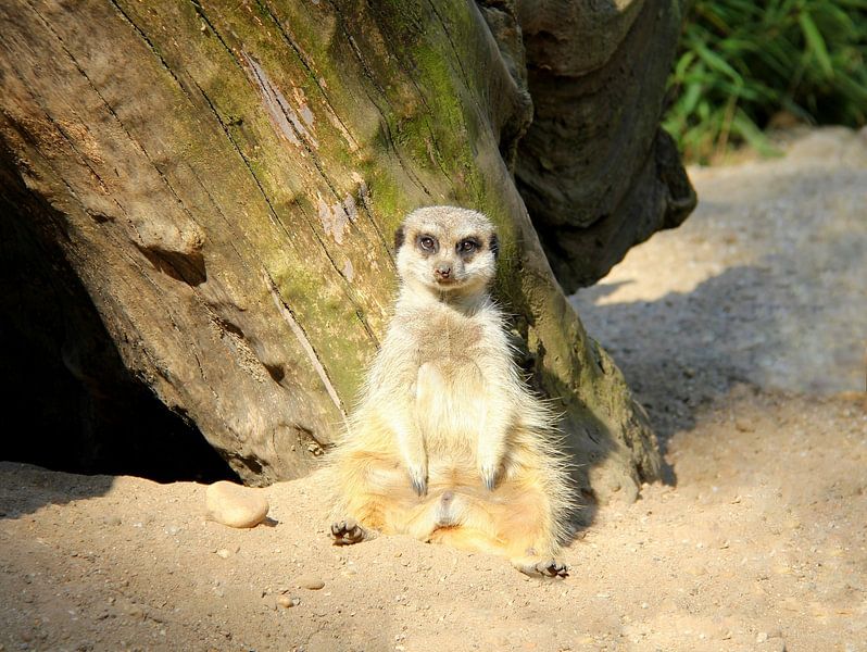 Suricate par Jose Lok