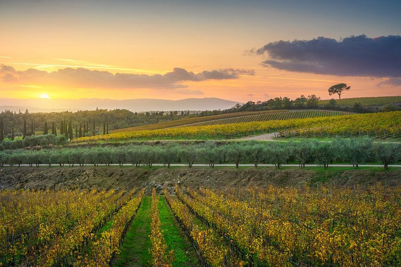Pine and vineyards, autumn landscape in Chianti region by Stefano Orazzini