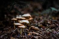 Groepje paddenstoelen von Chris Tijsmans Miniaturansicht