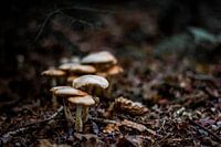 Groepje paddenstoelen