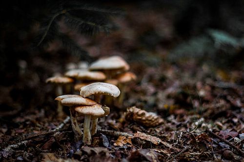 Groepje paddenstoelen