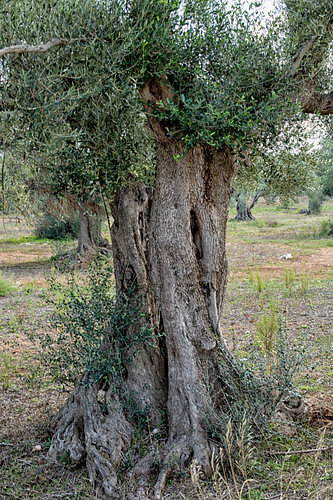 Ancient olive trees in southern Italy