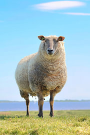 Schaf auf dem Deich