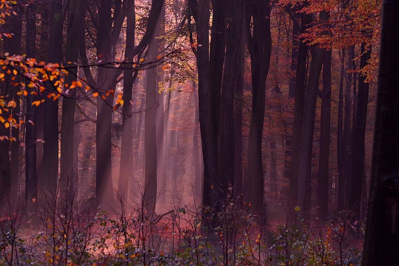 Einsamer Herbst von Arno Wolsink