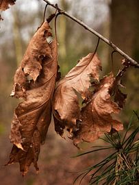 Leaves