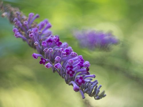 colours of nature by Ron A.B.