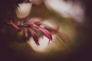 launischer Herbst