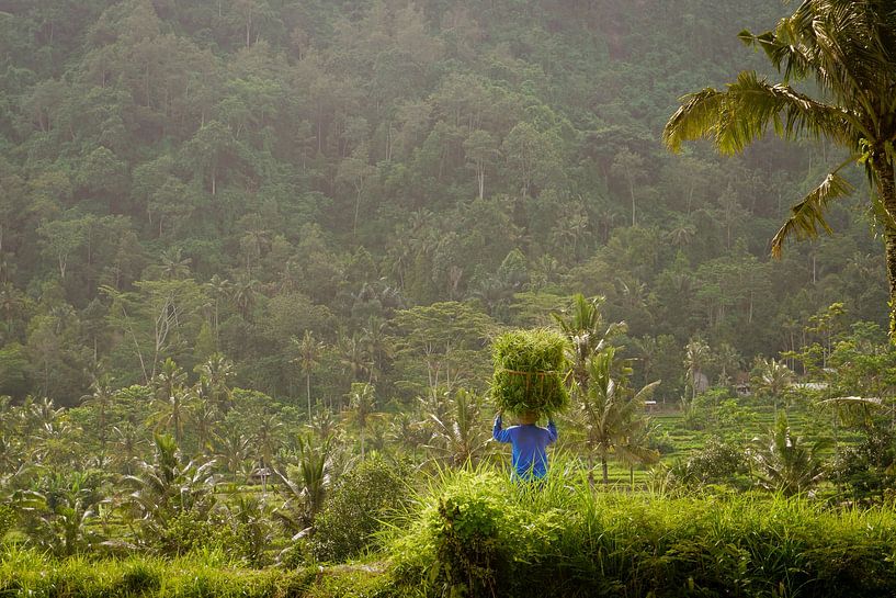 Landwirt in Bali, Sidemen, inmitten von Reisfeldern mit Palme von Ilse Tromp