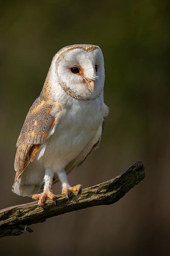 Kerkuil, Tyto alba