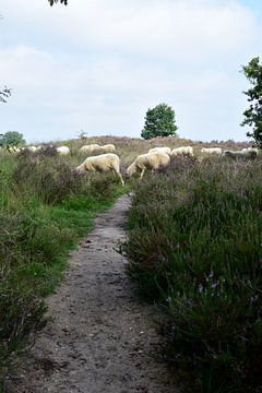 Sheep crossing by Gerard de Zwaan