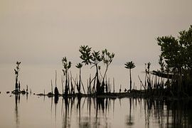San Felipe Mangrove von Liesbeth Vogelzang