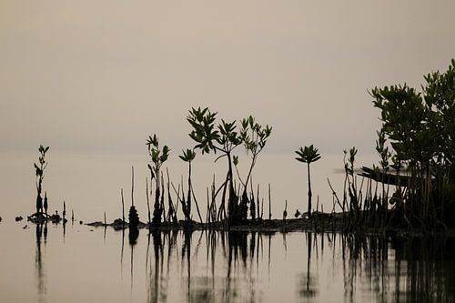 mangrove San Felipe