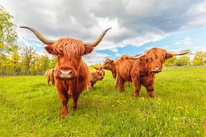 Die schwedischen schottischen Highlander
