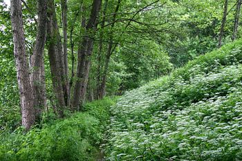 Wanderweg durch das romantische Tal der Örtze
