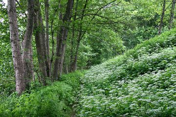 Wandelroute door het romantische Örtzedal