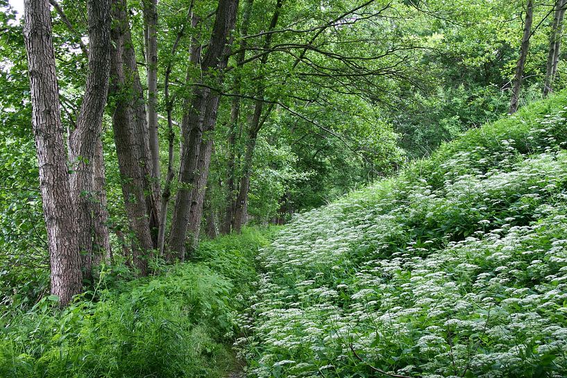 Sentier de randonnée à travers la vallée romantique de l'Örtze par Jürgen Eggers