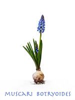 Blauwe druifjes
