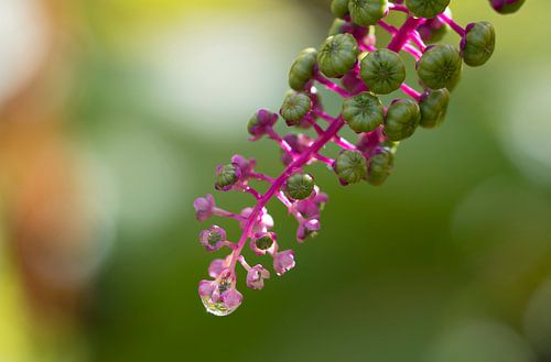 Tak met regendruppel