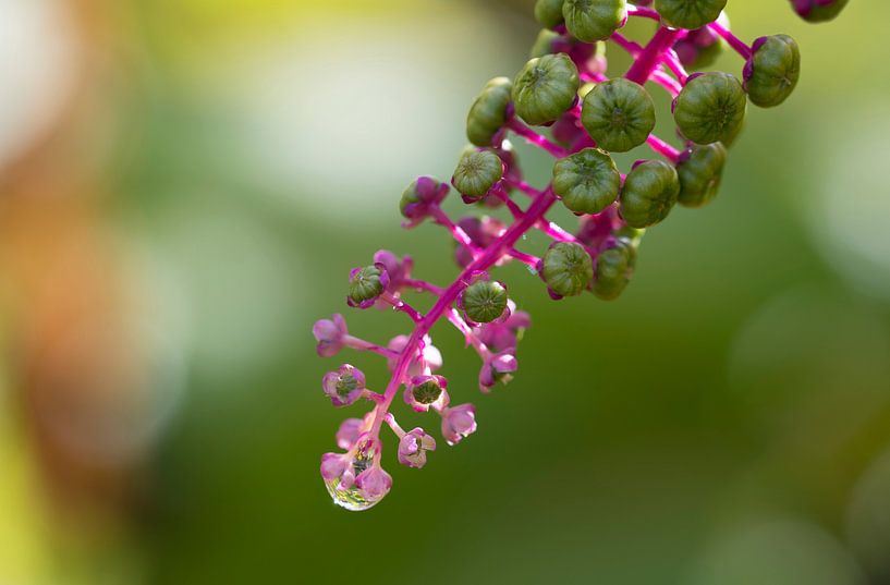 Branch with raindrop by Ingrid Ronde